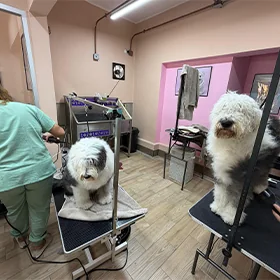 Zona de baño y grooming para mascotas en Condesa