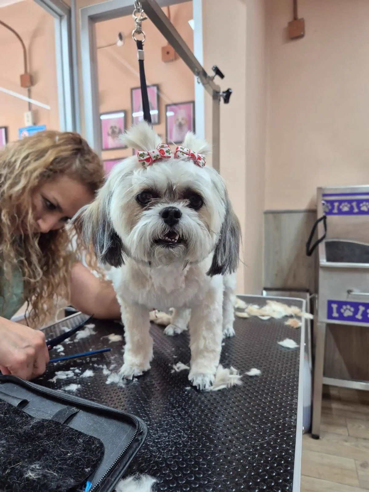 Perrito contento después de recibir atención y cariño en Patitas