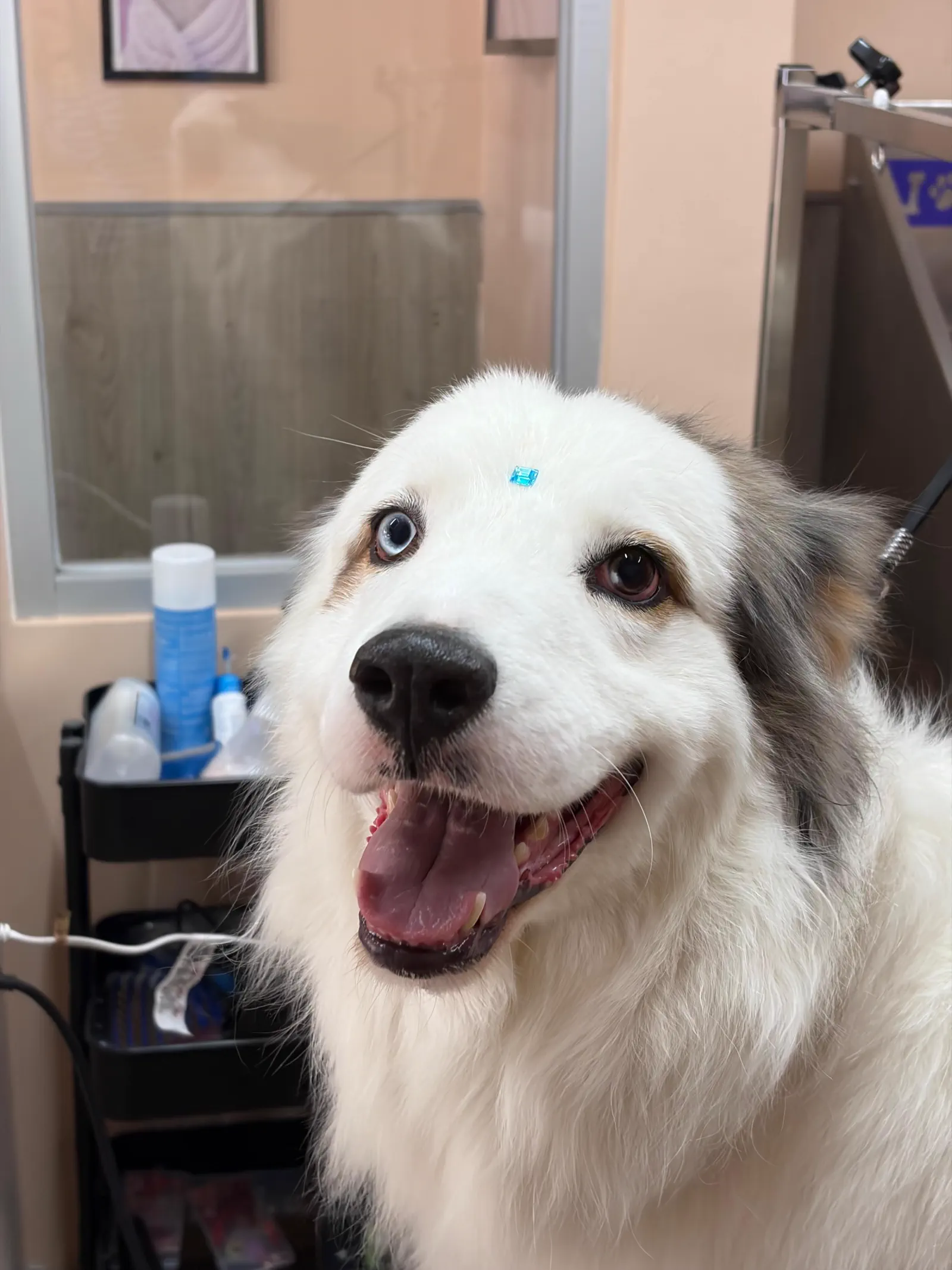Perrito después de su spa y grooming en Patitas Spa Condesa